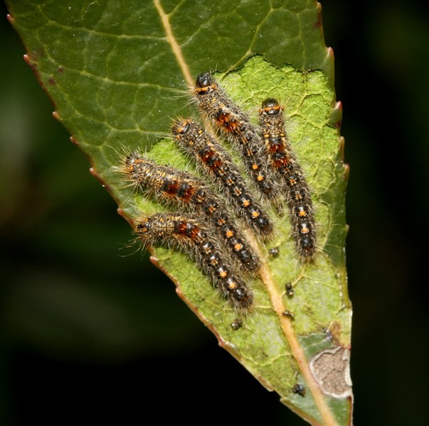 Lavoro di squadra - larve Euproctis (Euproctis) chrysorrhoea